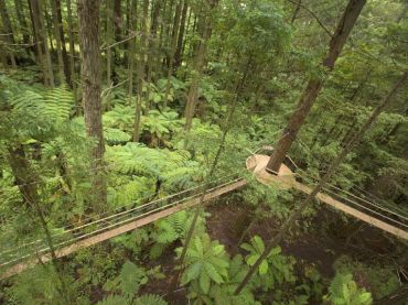 Redwoods Treewalk